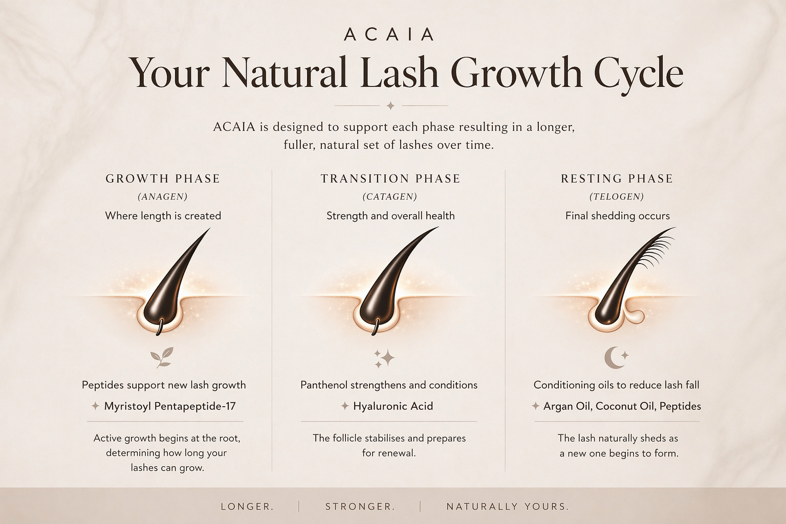 The Eyelash Growth Cycle